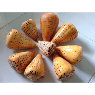 Vỏ ốc cối hạt mè