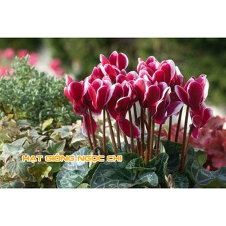 Hạt Giống Hoa Anh Thảo Mix - 5 Hạt