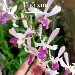 Dendro Nắng, Màu Sắp Hoa