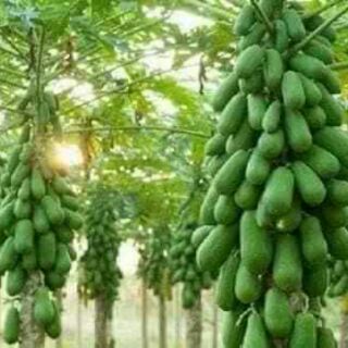 HẠT GIỐNG ĐU ĐỦ HÀ LAN SIÊU QUẢ