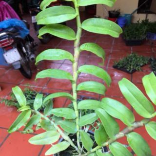 PHI ĐIỆP LAI