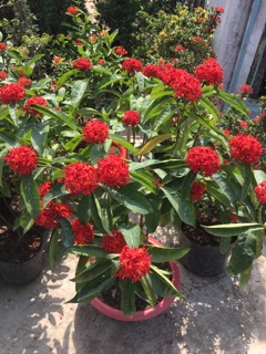 Hoa mẫu đơn mỹ màu đỏ rực