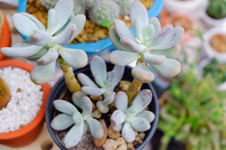 SEN ĐÁ SỎI TRẮNG CỔ THỤ