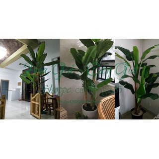 Cây Giả - Bụi Cây Chuối Cảnh 3 Cây