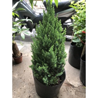 Sơn Tùng ( size nhỏ ) cao 40 50