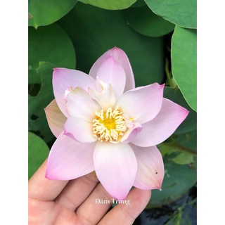Củ sen mini Keelin