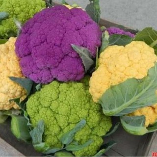 20 Hạt giống súp lơ mix màu ( bông cải mix )