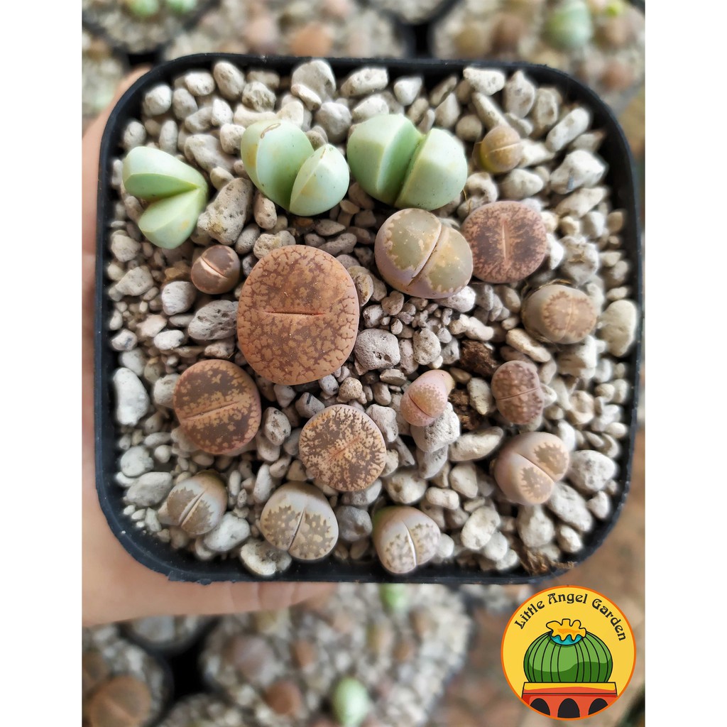 13 Sen mông - Thạch Lan - Lithops Size 1-2 cm | Kèm chậu nhựa và đất trồng