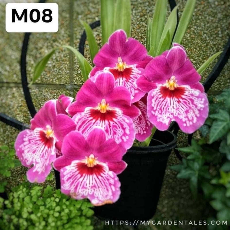 Hoa Lan Vũ Nữ Motonia Sỉ 4k