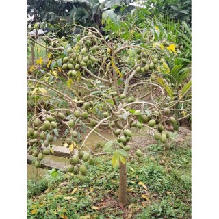 [cây giống] CÓC THÁI siêu quả