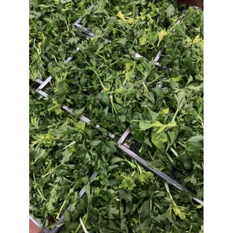 100 gr Bột cần tây nguyên chất Handmade nhà làm | BigBuy360 - bigbuy360.vn