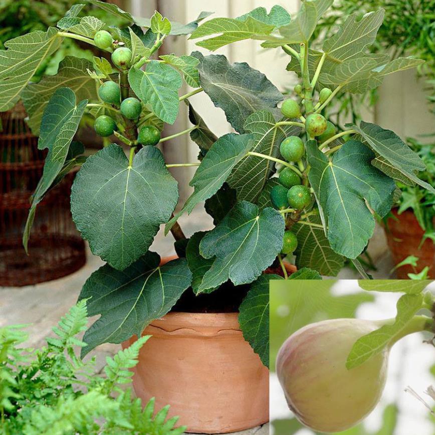 Hạt giống Sung Mỹ Lùn - Sung mỹ bonsai F1