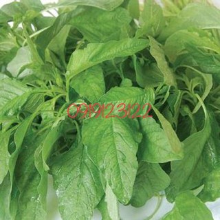 Hạt giống rau dền lá liễu xanh 20gr