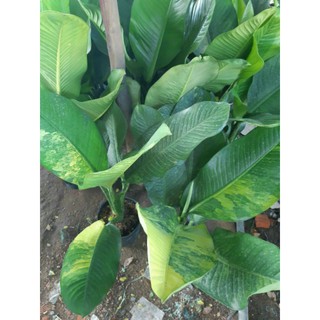 Cây 🌲  Đại Phú Gia (đột biến)