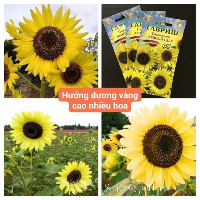 🌻🌻HƯỚNG DƯƠNG VÀNG CAO NHIỀU HOA