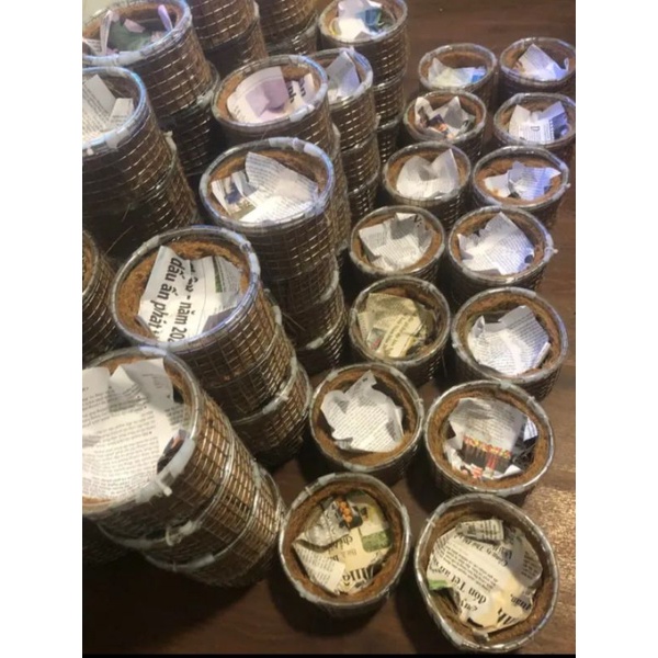 Tổ chim kích đẻ