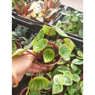 Dưa hấu chậu