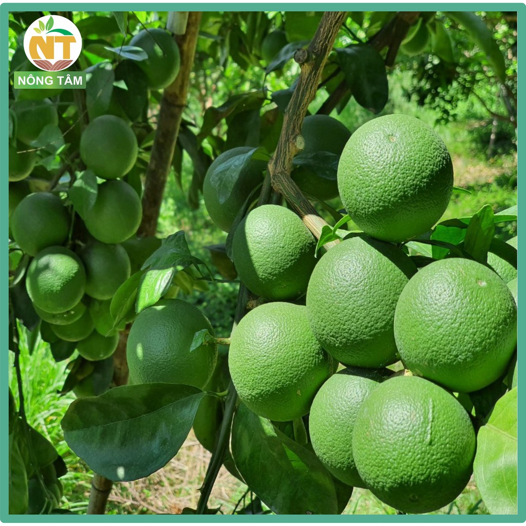 Phân bón siêu lớn trái, dưỡng trái chuyên dùng cho cây ăn trái, gói 1kg