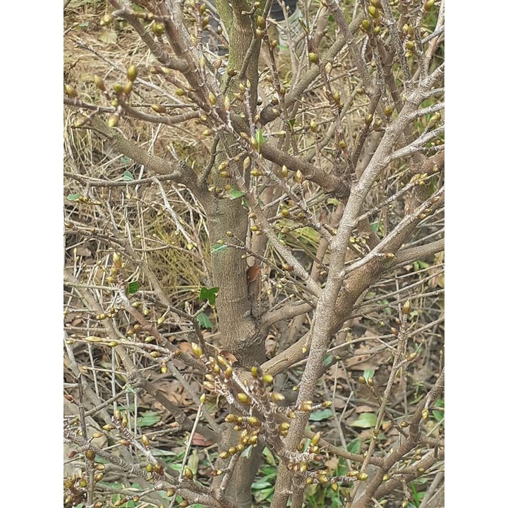 Phân Bón Rụng Lá Mai Max Flower Gói 100g - Rụng Lá Đồng Loạt Theo Cơ Chế Tự Nhiên, Không Suy Cây