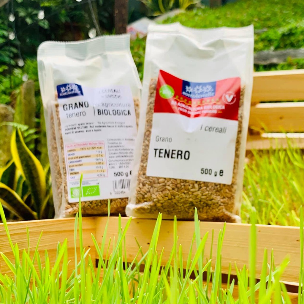 Hạt  Cỏ Lúa Mì Hữu Cơ Sotto Le Stelle