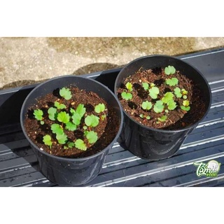 Hạt giống Dâu tây Đen 50 Hạt