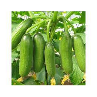 Hạt giống Dưa Chuột ( dưa leo)