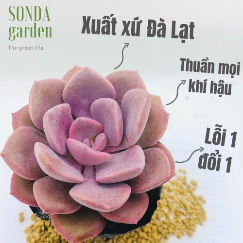 Sen đá hồng hoa SONDA GARDEN size bé 5-8cm, xuất xứ Đà Lạt, khoẻ đẹp