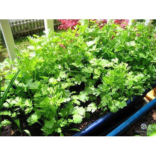 Hạt giống Ngò rí  hạt lớn Pháp gói to 1kg của Phú Nông