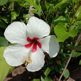 Cây 🌲 Bụp thái trắng đang hoa