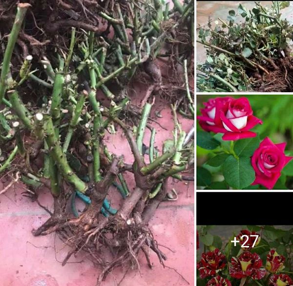 Cây Giống Hoa Hồng Ngoại Nhập Đủ Màu