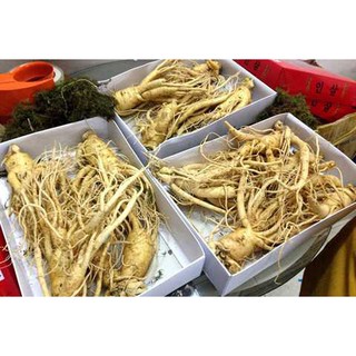 hạt giống nhân sâm hàn quốc f1