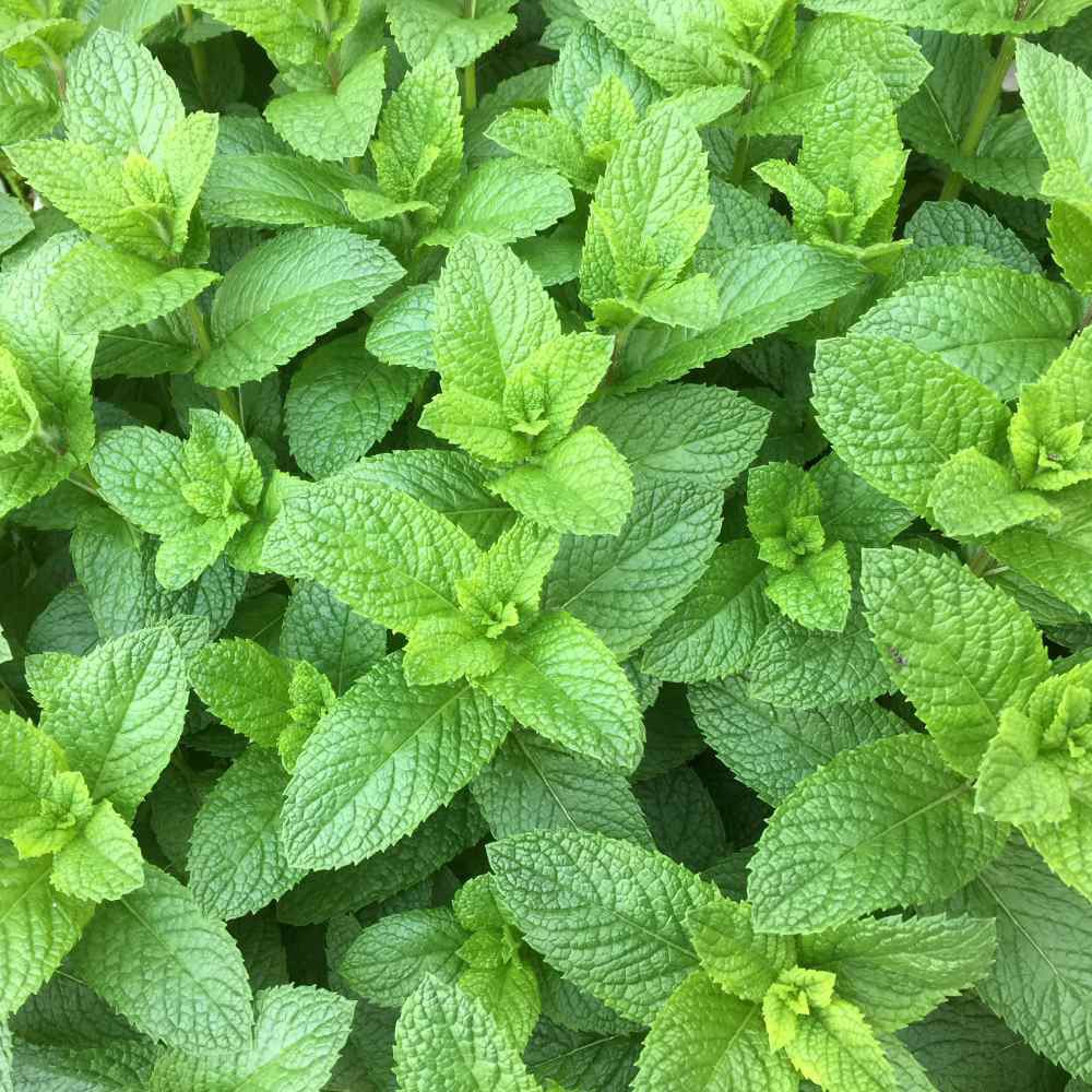 Hạt giống bạc hà Spearmint 100 hạt