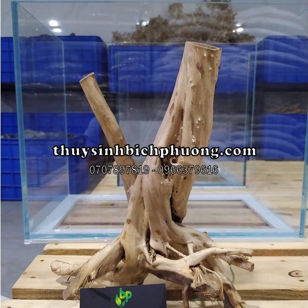 LŨA HẢI SƠN QUỲ NHẤT TRỤ HỒ THUỶ SINH - SẢN PHẨM BÁN THEO GỐC NHƯ HÌNH