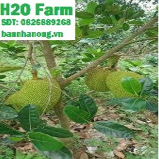 Cây mít thái siêu lùn siêu quả + Tặng 01 cây dâu da đất ( bòn bon)