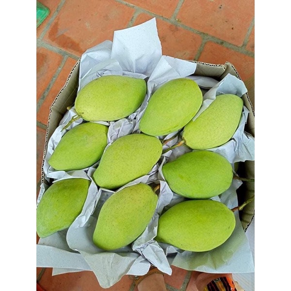 Xoài Cát Hoà Lộc Vip Trái 500g Bao Ngọt Thơm - Giao Tận Nơi