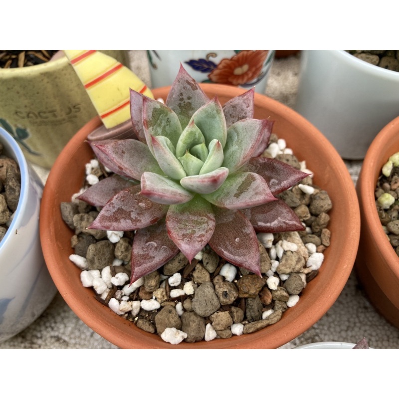 Combo 3 gói Nấm ba màu diệt sâu rầy kèm bám dính