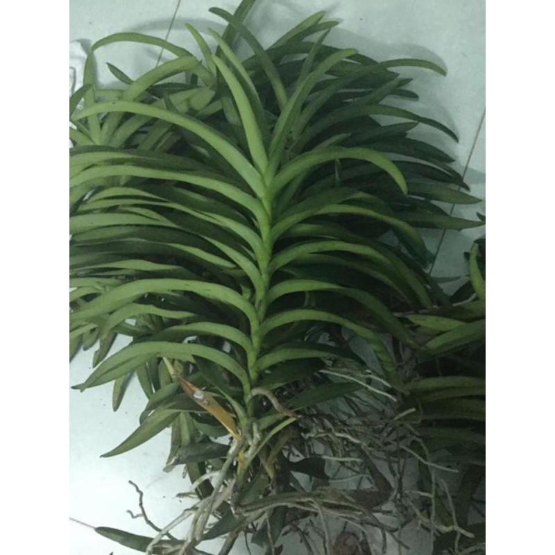 Lan mokara màu đỏ cao 35-50cm cây con tách mẹ trồng thuần cho hoa quanh năm