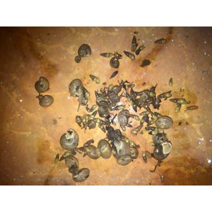 Bả diệt ốc sên hại cây Mỹ Garden safe