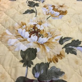 sét hè ga gối cúc vàng