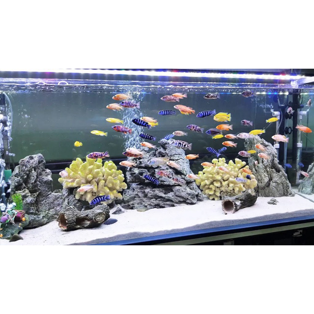 ĐÁ TRẮNG TRANG TRÍ BỂ CÁ, BỂ THỦY SINH, GỐC CÂY CẢNH, SÂN VƯỜN...- SET 5KG