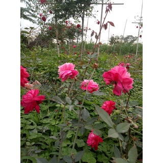 Cây hoa Hồng cổ Huế( cây giống)