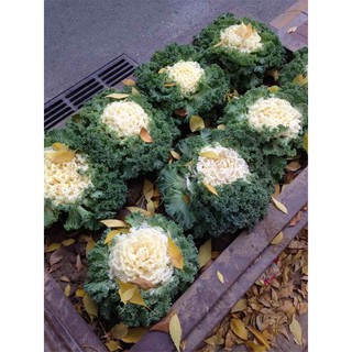 Hạt giống hoa bắp cải F1