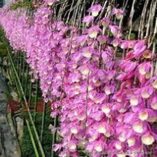 LAN THIÊN CUNG LỮ BỐ
