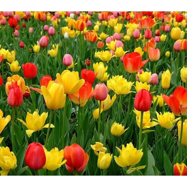 CỦ HOA TULIP NHIỀU MÀU