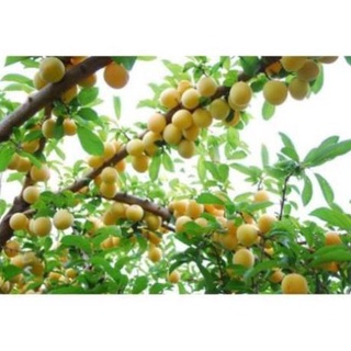 CÂY GIỐNG MƠ