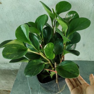 Combo 4 Cây trường sinh xanh