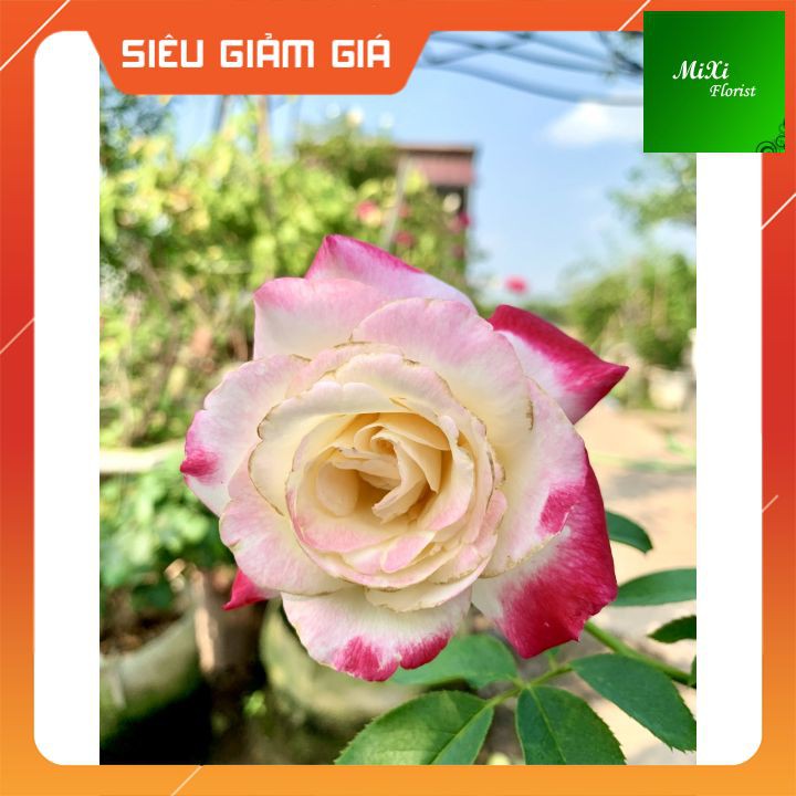 Cây Hoa Hồng Ngoại Cherry Parfait Rose bông to cực đẹp, Hoa Hồng Hot Phù Hợp Sân, Vườn, Ban Công
