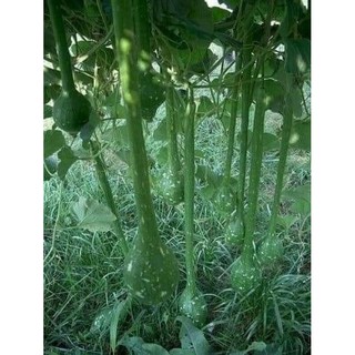 HẠT GIỐNG BẦU CỔ DÀI 5H