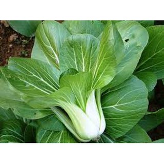 Hạt giống rau cải thìa (20G)