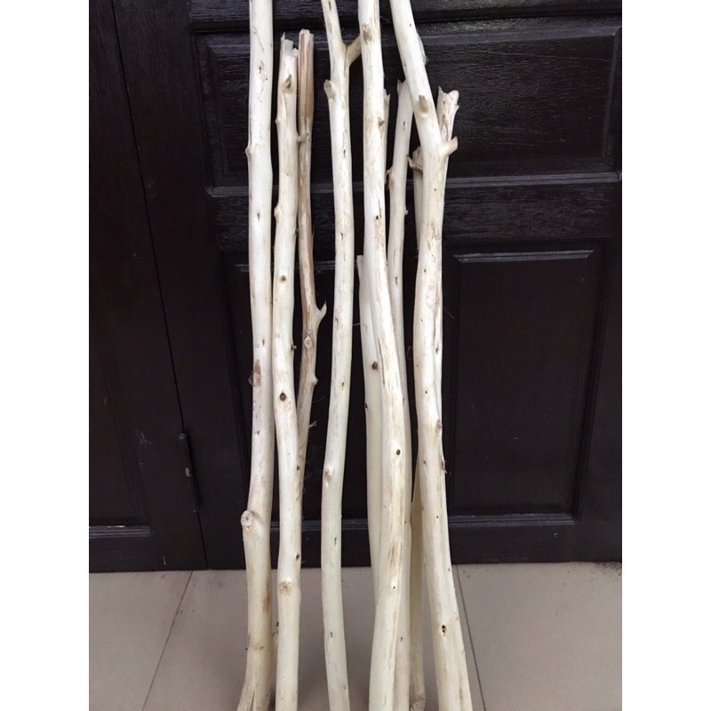 Combo 30 cành cây gỗ tràm 100 cm